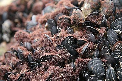 mussels in the sea