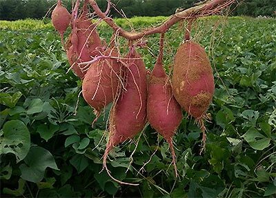 You can also eat sweet potatoes raw